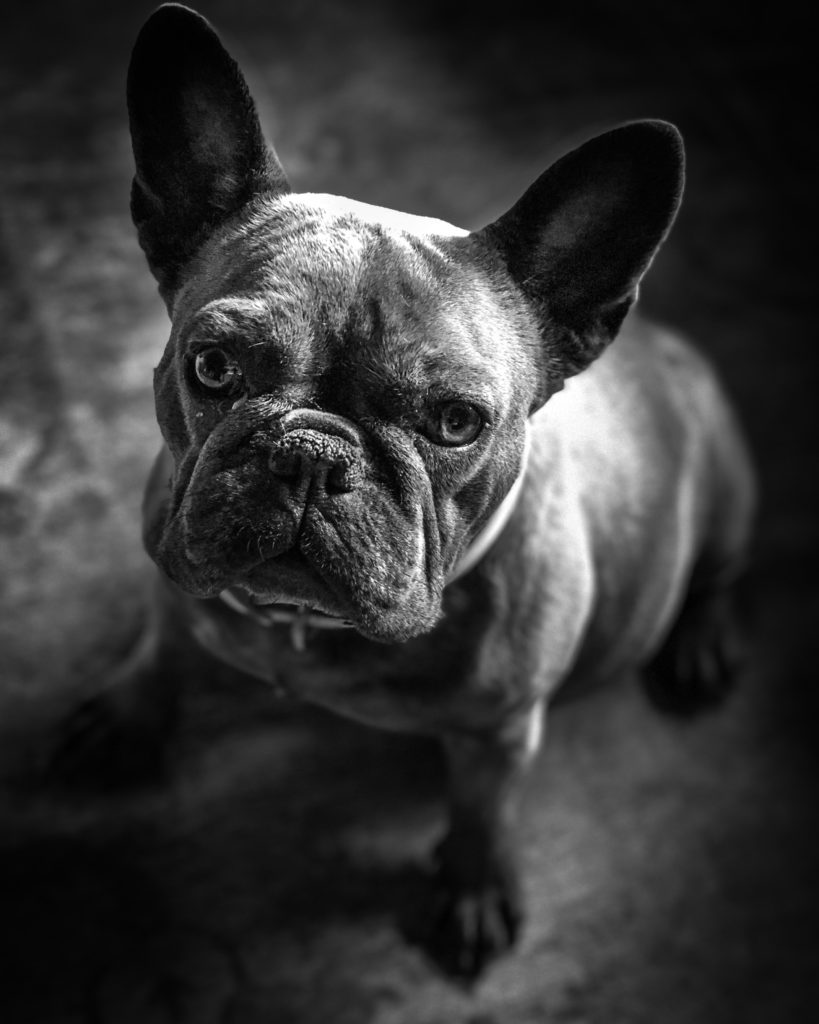 French bulldog pregnant female
black and white pet portrait
